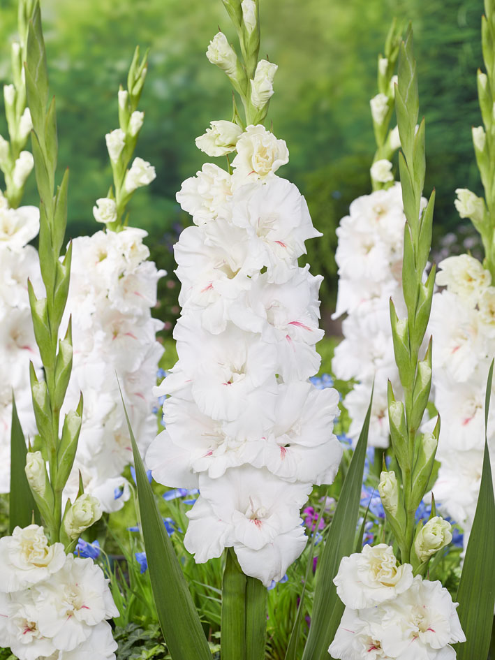 Гладиолус крупноцветковый Декадент